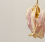 Secura vaginal: quando procurar ajuda profissional? 