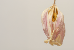 Secura vaginal: quando procurar ajuda profissional? 