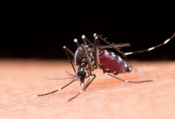 Casos de dengue caem 70% em 2025, mas risco de novo surto preocupa especialistas
