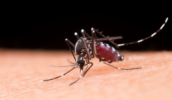 Casos de dengue caem 70% em 2025, mas risco de novo surto preocupa especialistas