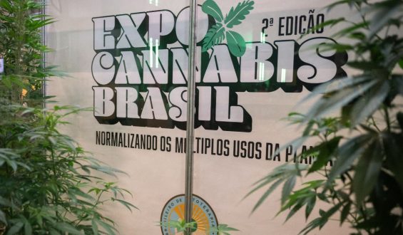 Brasil tem 672 mil pacientes em tratamento com cannabis medicinal, aponta levantamento.