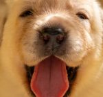 Meu cachorro é carinhoso e gosta de me beijar com lambidas, mas será que eu deveria deixar?