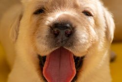 Meu cachorro é carinhoso e gosta de me beijar com lambidas, mas será que eu deveria deixar?