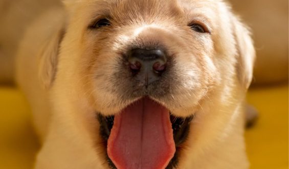 Meu cachorro é carinhoso e gosta de me beijar com lambidas, mas será que eu deveria deixar?