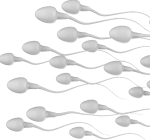 Esperma engorda? Saiba quantas calorias existem no sêmen