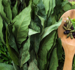 Ervas poderosas para a digestão