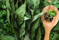 Ervas poderosas para a digestão