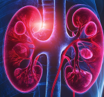 Dia Mundial do Rim: 5 hábitos que fazem mal aos rins e ninguém imagina