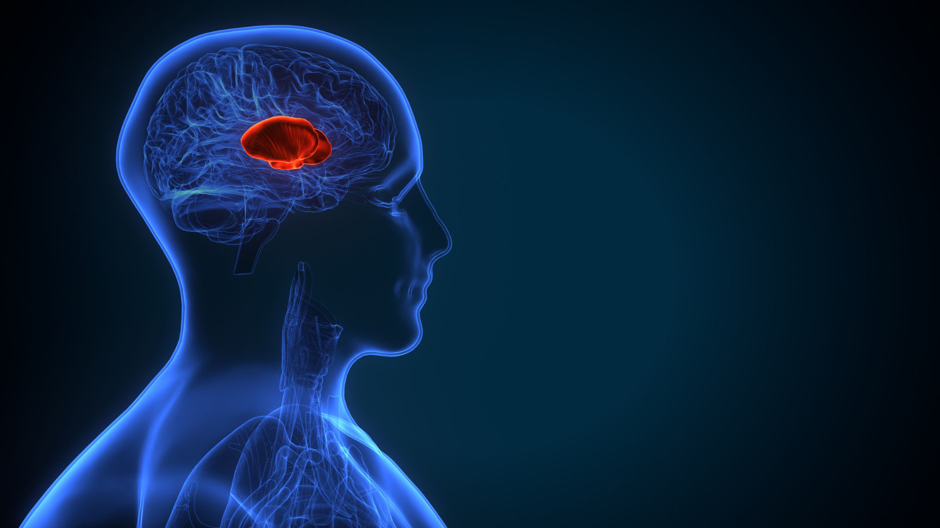 Pequena e poderosa: Conheça a glândula que decide se você dorme bem ou mal