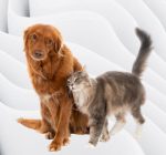Cannabis Medicinal para Cães e Gatos: Quais os Principais Benefícios? | Com Dr. Bruno Perozzo
