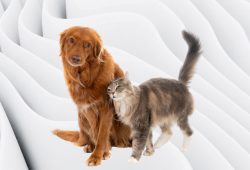 Cannabis Medicinal para Cães e Gatos: Quais os Principais Benefícios? | Com Dr. Bruno Perozzo