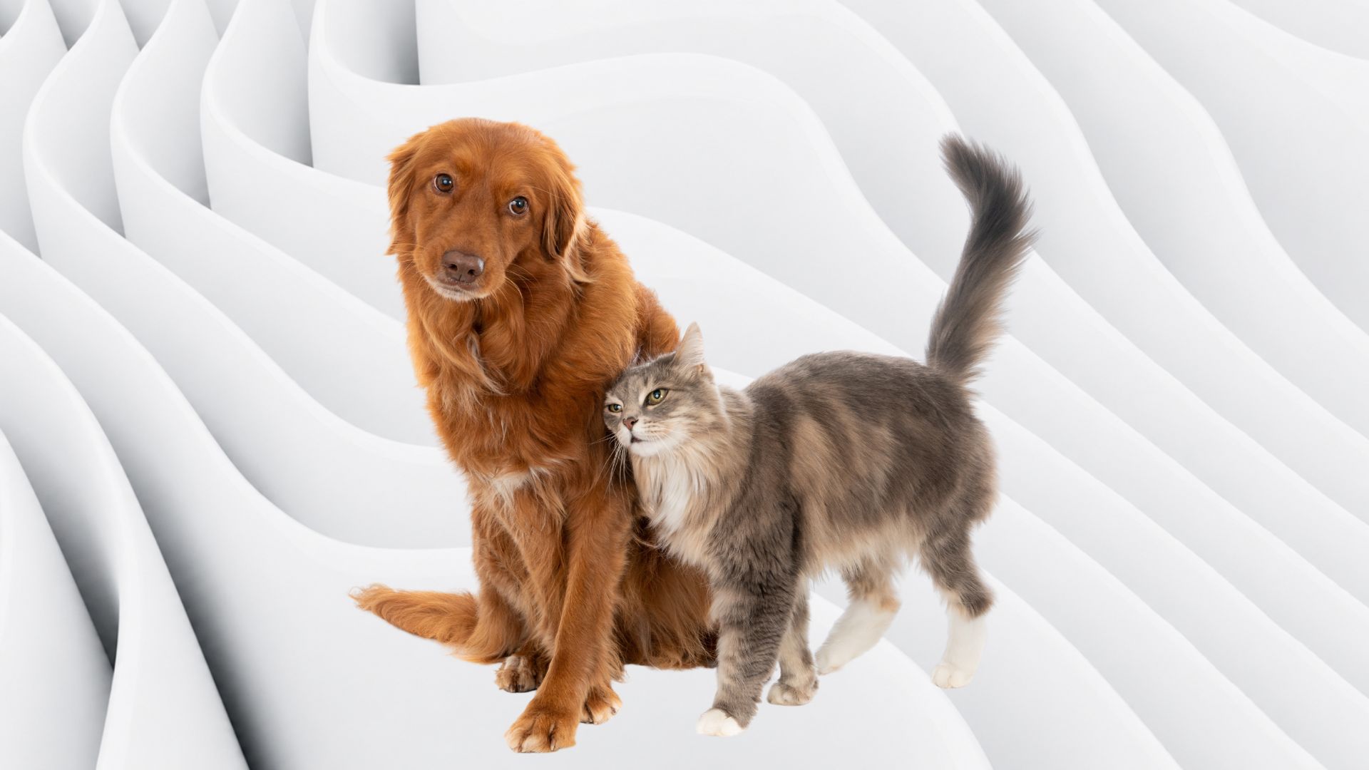 Cannabis Medicinal para Cães e Gatos: Quais os Principais Benefícios? | Com Dr. Bruno Perozzo
