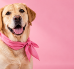 Cães conseguem farejar sinais do câncer de mama? Ciência investiga essa habilidade