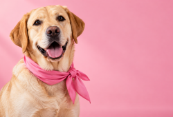 Cães conseguem farejar sinais do câncer de mama? Ciência investiga essa habilidade